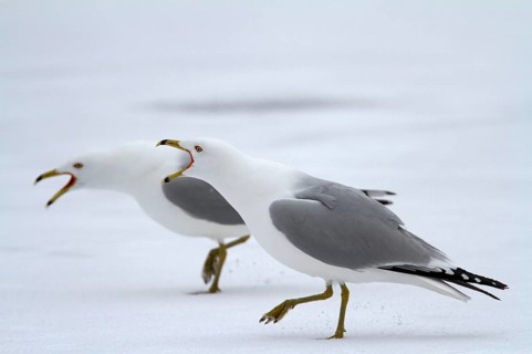 Ring-billed Gulls