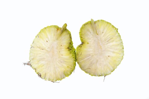 Hedge apple