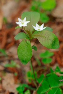 Chickweed wintergreen