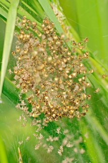 Young Four Spot Orb Weavers in web