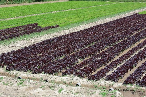 Field with Lollo Rosso lettuce and Lollo Bionda lettuce