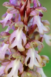 Giant orchid