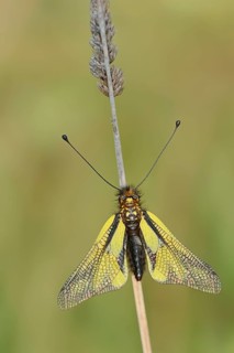 Owly Sulphur