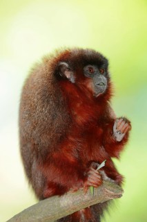 Red Titi