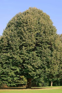 Large-leaved Lime