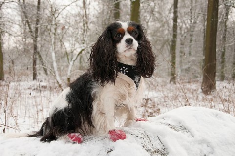 Cavalier King Charles Spaniel
