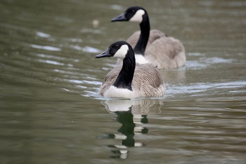 Canada geese
