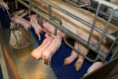 Domestic pigs