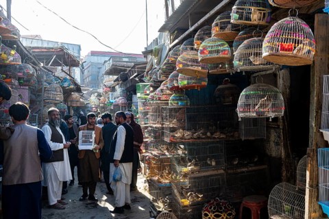Birds for sale