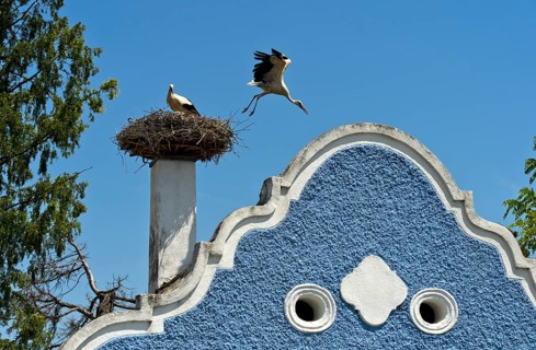 White stork