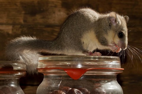 Fat dormouse