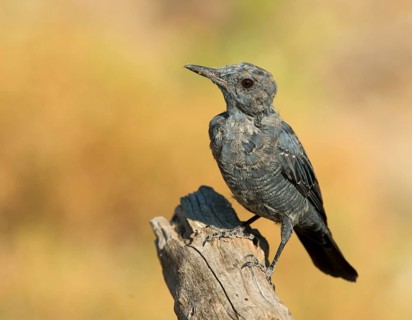 Blue Rock Thrush