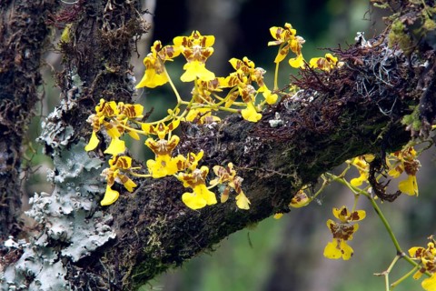 Orchid