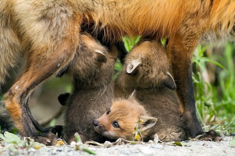 Red fox
