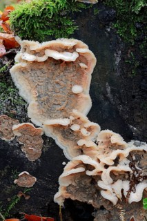 White-Rot Fungus