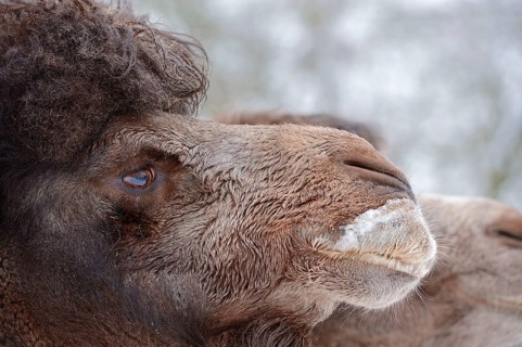 Bactrian camel