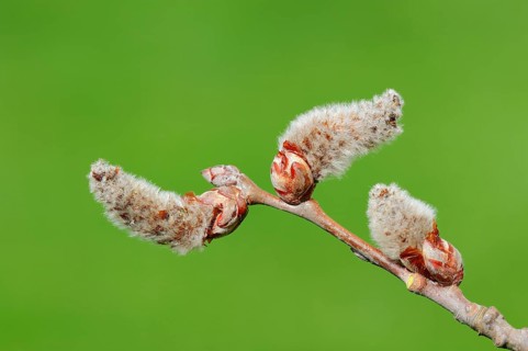 Male flowers