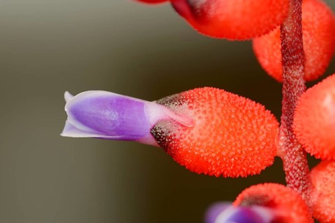 Bromeliad