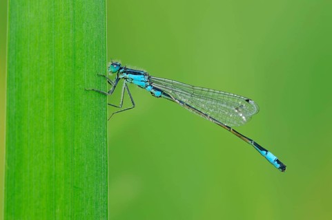 Blue-tailed damselfly