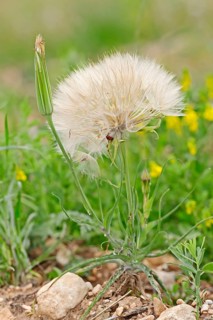 Western salsify