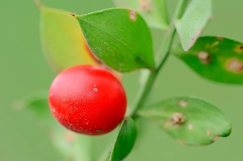 Butcher's broom