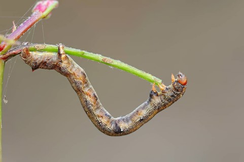 Feathered Thorn