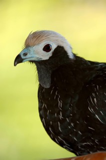 Blue-throated Piping-Guan
