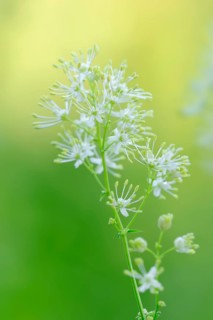 Yellow Meadow Rue