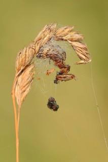 Furrow spider