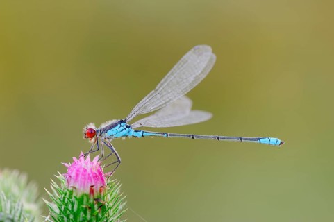 Small Red-eyed Damselfly