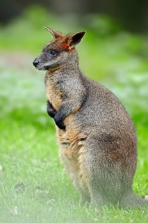 Marsh Wallaby
