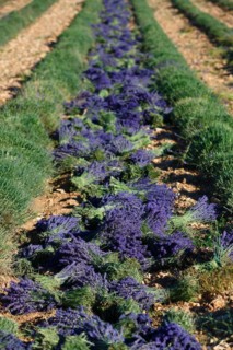 Lavender field