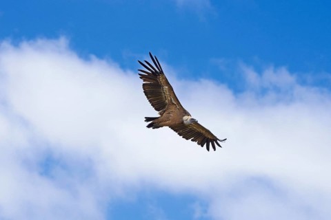 Vulture