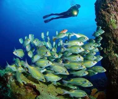 Diver looking at and illuminating shoal of luminous spotted road sweeper