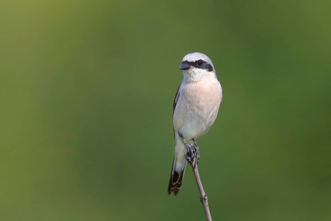 Red-backed Shrike