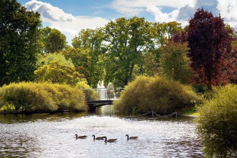 In front ducks on pond