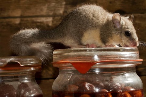 Fat dormouse