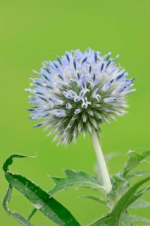 Small Globe Thistle