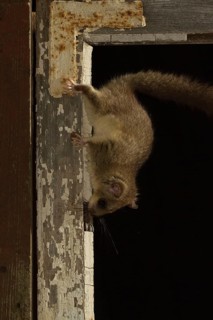 Edible dormouse