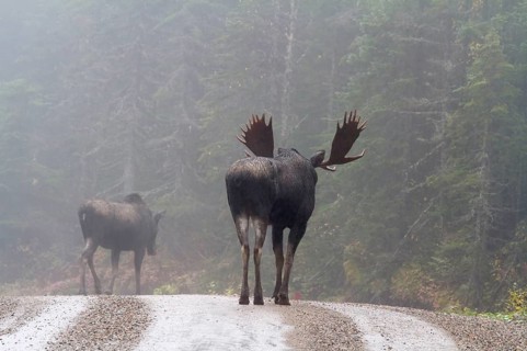 Moose