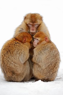 Barbary macaques