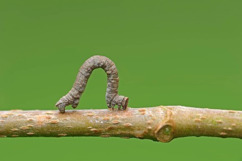 Oak bush ringworm