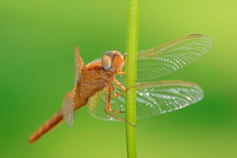 Scarlet Dragonfly