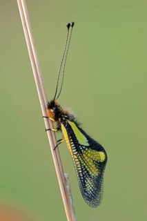 Owly Sulphur