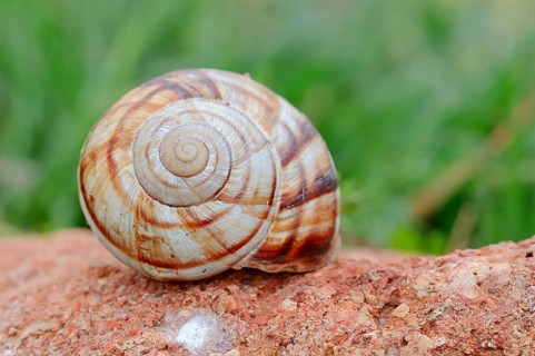 Striped Helix lucorum