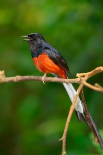 White-rumped Shama