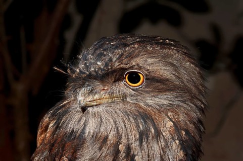 Tawny Frogmouth