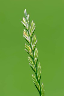 Perennial Ryegrass