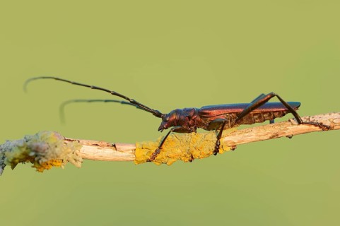 Musk beetle