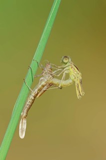 Willow Emerald Damselfly